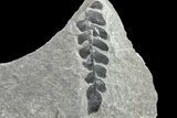 Pennsylvanian Fossil Fern (Neuropteris) Plate - Kentucky #154663-1